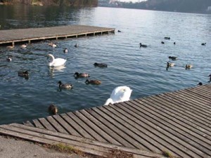 Labodi in race pri veslaški promenadi