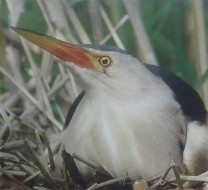 Mala bobnarica ali čapljica (Ixobrychus minutus)