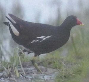 Zelenonoga tukalica (Gallinula chloropus)